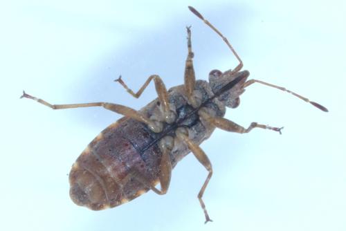 Réf. 338 614 : Orsillus depressus
